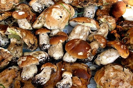 FUNGHI